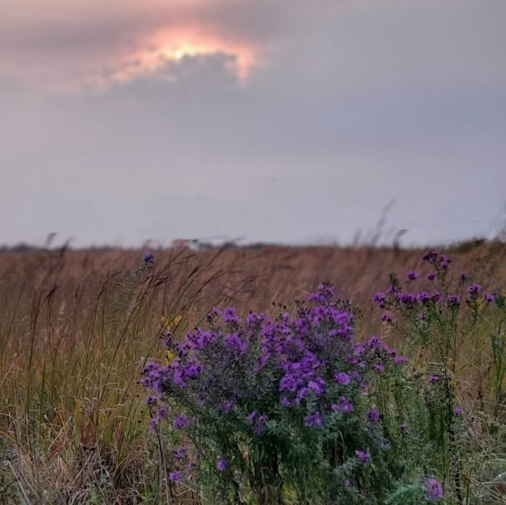 Meet your Posher, Irene